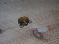 Frog #84