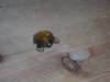 Frosch #84