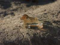 Seal citrine #88