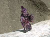 Wizard  #34