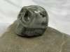 Crystal skull jasper #829