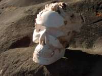 Crâne de cristal magnésite #1203